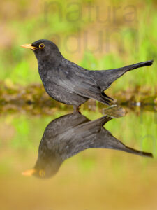 Foto di Merlo (Turdus merula)