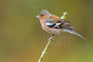 Foto di Fringuello (Fringilla coelebs)