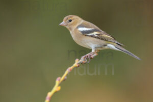 Foto di Fringuello (Fringilla coelebs)