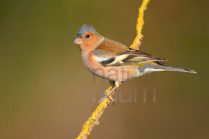 Foto di Fringuello (Fringilla coelebs)