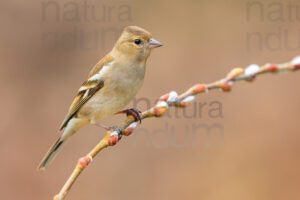 Foto di Fringuello (Fringilla coelebs)