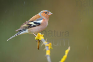Foto di Fringuello (Fringilla coelebs)