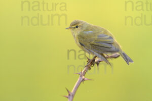 Foto di Luì piccolo (Phylloscopus collybita)