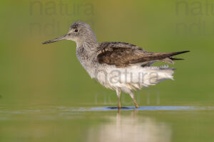 Foto di Pantana (Tringa nebularia)