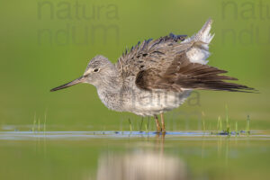Foto di Pantana (Tringa nebularia)