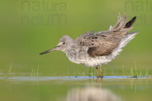 Foto di Pantana (Tringa nebularia)