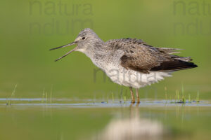 Foto di Pantana (Tringa nebularia)