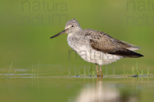 Foto di Pantana (Tringa nebularia)