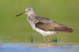 Foto di Pantana (Tringa nebularia)