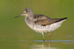 Foto di Pantana (Tringa nebularia)