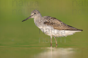 Foto di Pantana (Tringa nebularia)