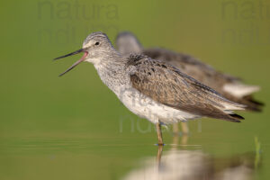 Foto di Pantana (Tringa nebularia)