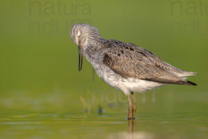 Foto di Pantana (Tringa nebularia)