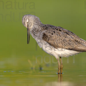 Foto di Pantana (Tringa nebularia)