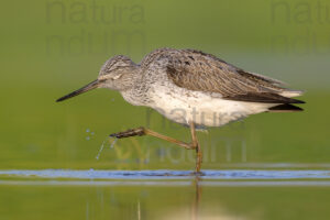 Foto di Pantana (Tringa nebularia)