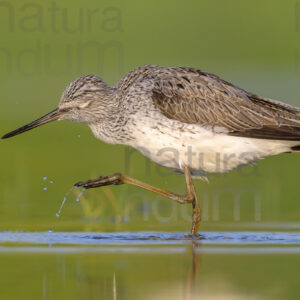 Foto di Pantana (Tringa nebularia)