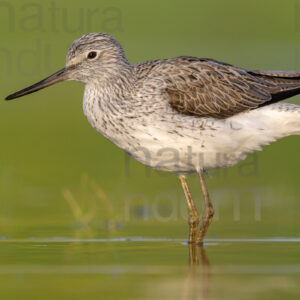 Foto di Pantana (Tringa nebularia)
