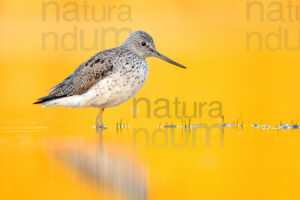 Foto di Pantana (Tringa nebularia)
