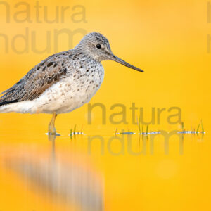 Foto di Pantana (Tringa nebularia)