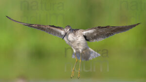 Foto di Pantana (Tringa nebularia)