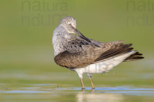 Foto di Pantana (Tringa nebularia)