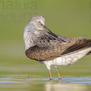 Foto di Pantana (Tringa nebularia)