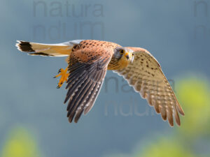 Foto di Gheppio (Falco tinnunculus)
