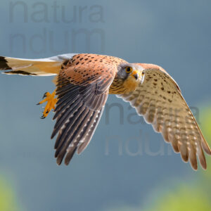 Foto di Gheppio (Falco tinnunculus)