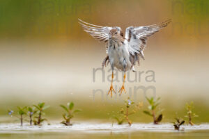 Foto di Piro piro piccolo (Actitis hypoleucos)