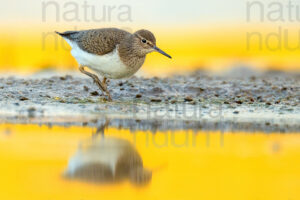 Foto di Piro piro piccolo (Actitis hypoleucos)