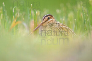Foto di Beccaccino (Gallinago gallinago)