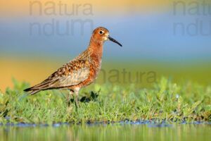 Foto di Piovanello comune (Calidris ferruginea)