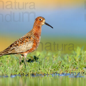 Foto di Piovanello comune (Calidris ferruginea)