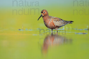 Foto di Piovanello comune (Calidris ferruginea)
