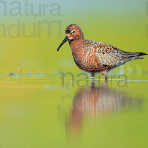 Foto di Piovanello comune (Calidris ferruginea)