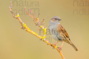 Foto di Passera scopaiola (Prunella modularis)