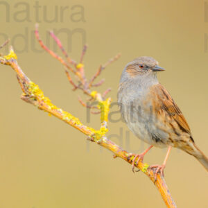 Foto di Passera scopaiola (Prunella modularis)