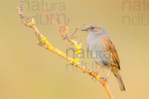 Foto di Passera scopaiola (Prunella modularis)