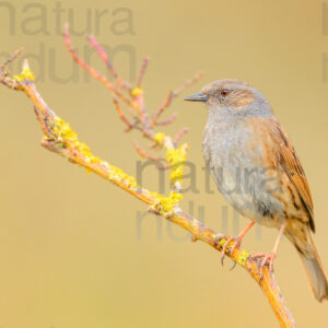 Foto di Passera scopaiola (Prunella modularis)