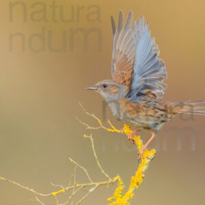 Foto di Passera scopaiola (Prunella modularis)