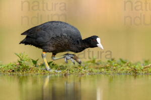 Foto di Folaga comune (Fulica atra)