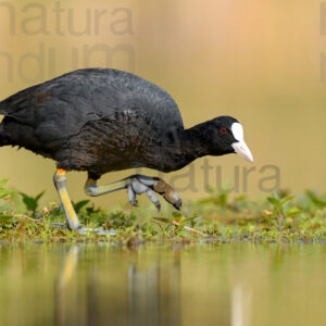 Foto di Folaga comune (Fulica atra)