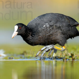 Foto di Folaga comune (Fulica atra)