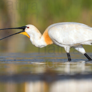 Foto di Spatola (Platalea leucorodia)
