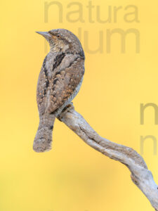 Foto di Torcicollo (Jynx torquilla)