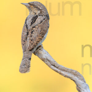 Foto di Torcicollo (Jynx torquilla)
