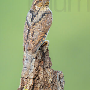 Foto di Torcicollo (Jynx torquilla)