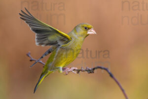 Foto di Verdone (Chloris chloris)