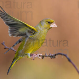 Foto di Verdone (Chloris chloris)