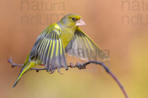 Foto di Verdone (Chloris chloris)